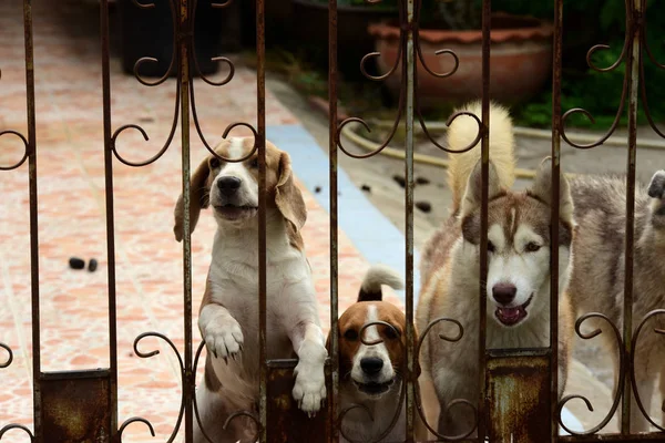 Çitin Arkasında Sevimli Köpekler Var — Stok fotoğraf