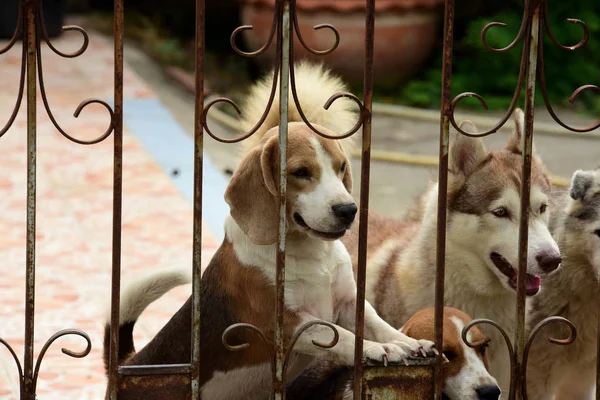 Cute dogs behind the fence outdoors