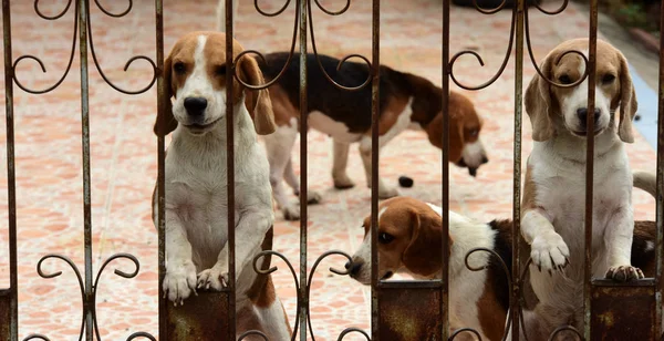 Милі Собаки Парканом Відкритому Повітрі — стокове фото