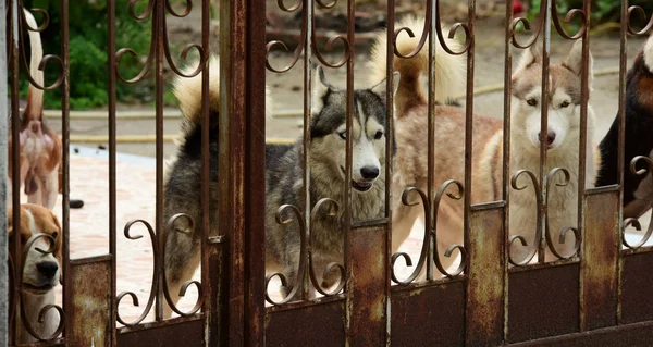 Aranyos Kutyák Kerítés Mögött Szabadban — Stock Fotó