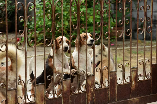 Aranyos Kutyák Kerítés Mögött Szabadban — Stock Fotó