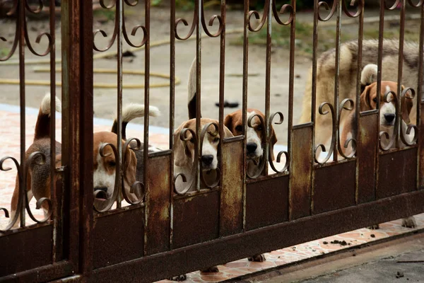 Cães Bonitos Atrás Cerca Livre — Fotografia de Stock