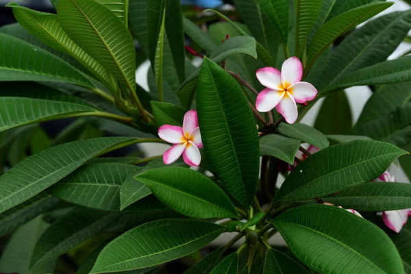 Bahçede Renkli Çiçek Plumeria Çiçek Çiçeklenme Yaz Aylarında Bahçe Blooming — Stok fotoğraf