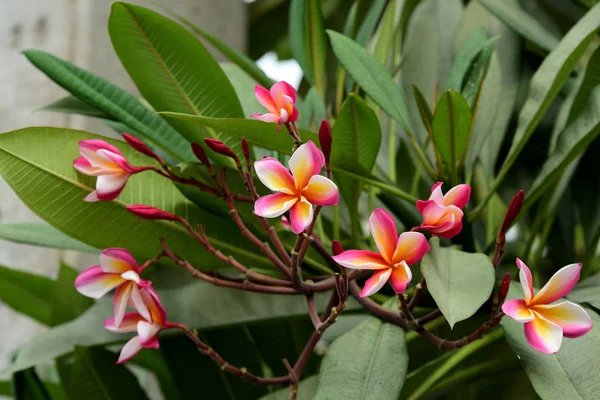 Kolorowe Kwiaty Ogrodzie Kwitnący Kwiat Plumeria Piękne Kwiaty Ogrodzie Blooming — Zdjęcie stockowe