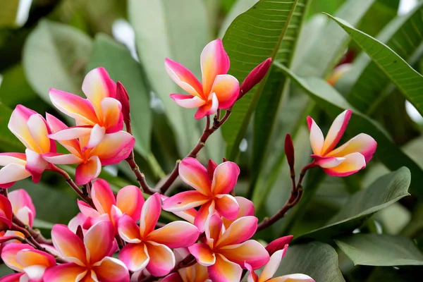 Fleurs Colorées Dans Jardin Fleurs Plumeria Fleurir Belles Fleurs Dans — Photo