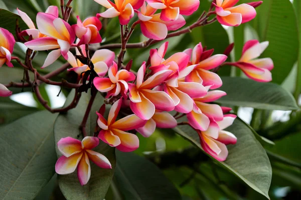 Fleurs Colorées Dans Jardin Fleurs Plumeria Fleurir Belles Fleurs Dans — Photo