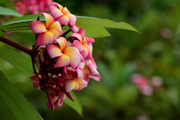 Flores Colores Jardín Flor Plumería Hermosas Flores Jardín Floreciendo Verano — Foto de Stock