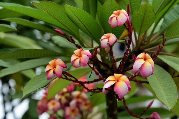 Fiori Colorati Giardino Fiori Plumeria Fiorente Bellissimi Fiori Giardino Fioritura — Foto Stock