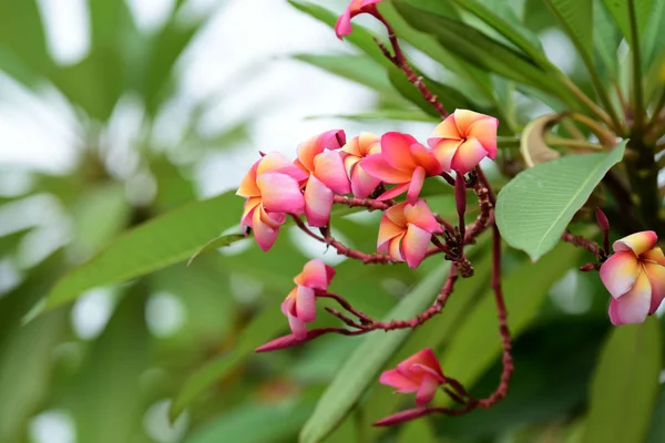 Bunte Blumen Garden Plumeria Blume Blooming Beautiful Blumen Garten Blüht — Stockfoto