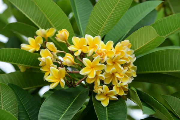 花园里五颜六色的花朵 鸡蛋花开花 花园里美丽的花朵在夏天盛开 园景正规花园 — 图库照片