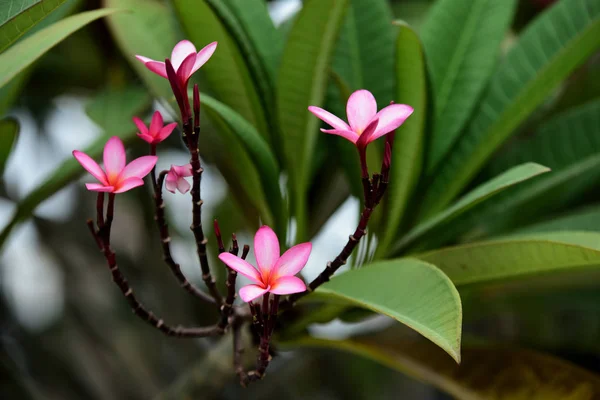 庭にはカラフルな花 プルメリアの花が咲いています 夏に庭の咲く美しい花 正式な庭園 — ストック写真