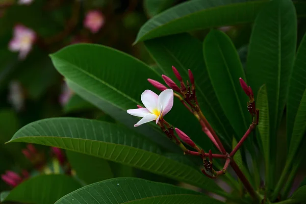 Kolorowe Kwiaty Ogrodzie Kwitnący Kwiat Plumeria Piękne Kwiaty Ogrodzie Blooming — Zdjęcie stockowe