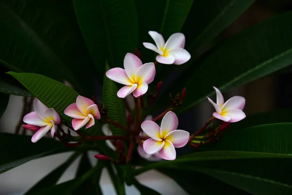 Fiori Colorati Giardino Fiori Plumeria Fiorente Bellissimi Fiori Giardino Fioritura — Foto Stock