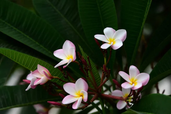 Kleurrijke Bloemen Tuin Plumeria Bloemen Bloeien Mooie Bloemen Tuin Bloeien — Stockfoto