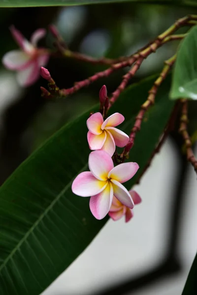 庭にはカラフルな花 プルメリアの花が咲いています 夏に庭の咲く美しい花 正式な庭園 — ストック写真