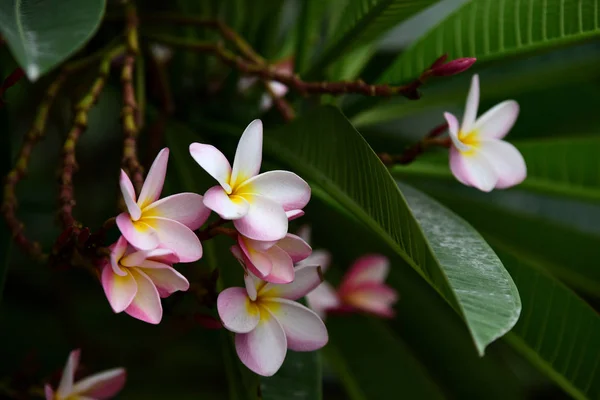 庭にはカラフルな花 プルメリアの花が咲いています 夏に庭の咲く美しい花 正式な庭園 — ストック写真