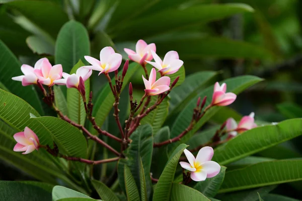 Flores Colores Jardín Flor Plumería Hermosas Flores Jardín Floreciendo Verano — Foto de Stock