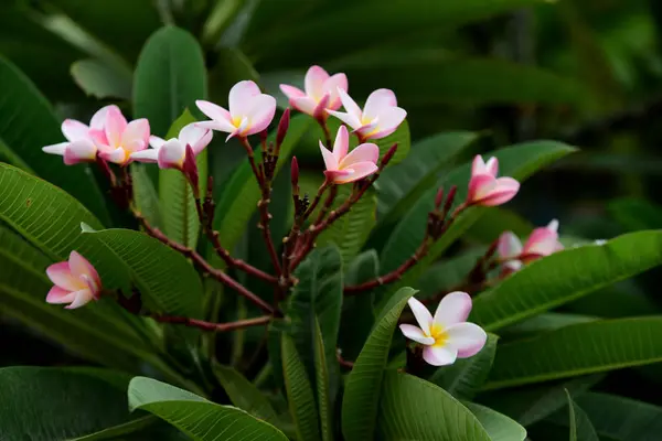 Kleurrijke Bloemen Tuin Plumeria Bloem Bloeien Prachtige Bloemen Tuin Blooming — Stockfoto