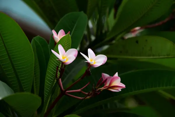 Flores Coloridas Jardim Flor Plumeria Florescer Flores Bonitas Jardim Florescendo — Fotografia de Stock