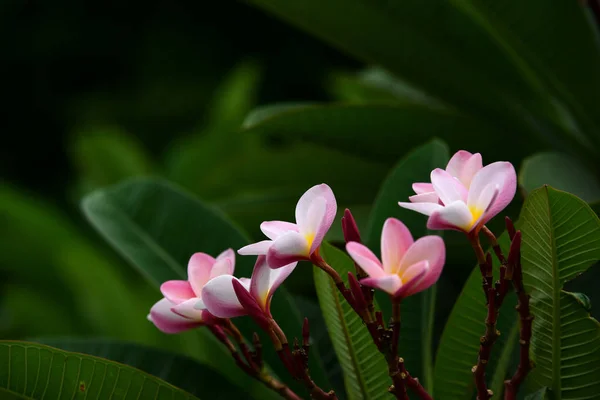 Flores Colores Jardín Flor Plumería Hermosas Flores Jardín Floreciendo Verano — Foto de Stock