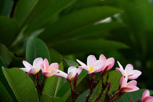 Kleurrijke Bloemen Tuin Plumeria Bloem Bloeien Prachtige Bloemen Tuin Blooming — Stockfoto