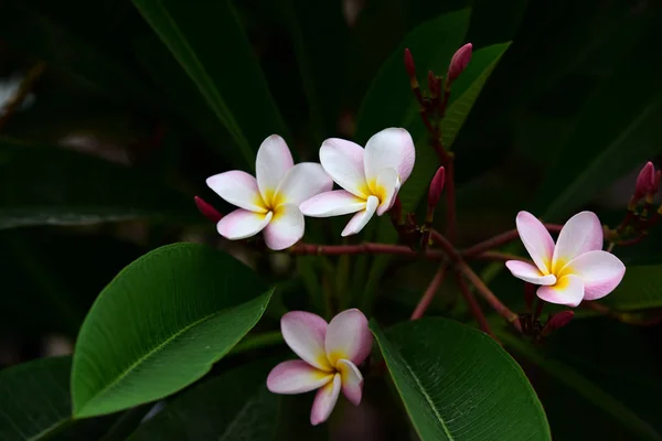 Flores Colores Jardín Flor Plumería Hermosas Flores Jardín Floreciendo Verano — Foto de Stock