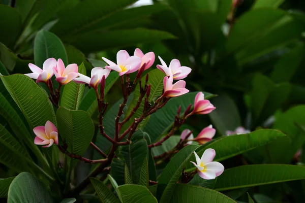 Kolorowe Kwiaty Ogrodzie Kwitnący Kwiat Plumeria Piękne Kwiaty Ogrodzie Blooming — Zdjęcie stockowe