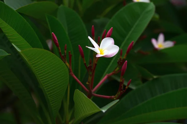 庭にはカラフルな花 プルメリアの花が咲いています 夏に庭の咲く美しい花 正式な庭園 — ストック写真