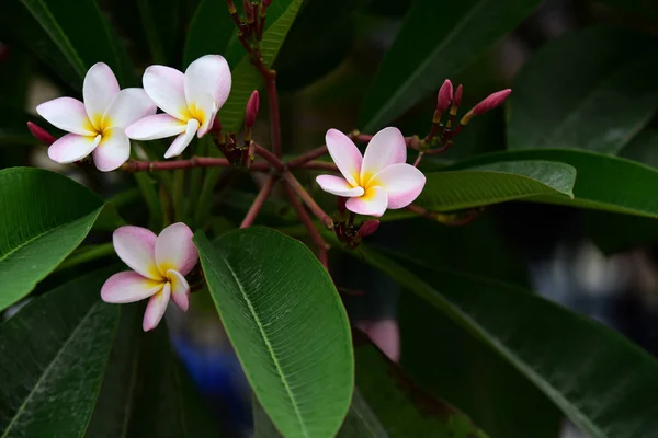 Kolorowe Kwiaty Ogrodzie Kwitnący Kwiat Plumeria Piękne Kwiaty Ogrodzie Blooming — Zdjęcie stockowe