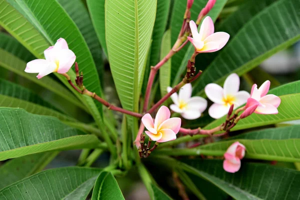 Fleurs Colorées Dans Jardin Fleurs Plumeria Fleurir Belles Fleurs Dans — Photo