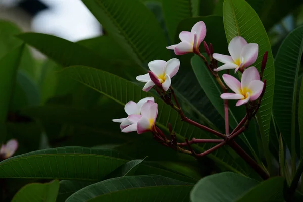 Fleurs Colorées Dans Jardin Fleurs Plumeria Fleurir Belles Fleurs Dans — Photo