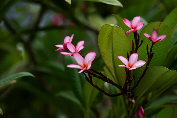 Flores Coloridas Jardim Flor Plumeria Florescer Flores Bonitas Jardim Florescendo — Fotografia de Stock