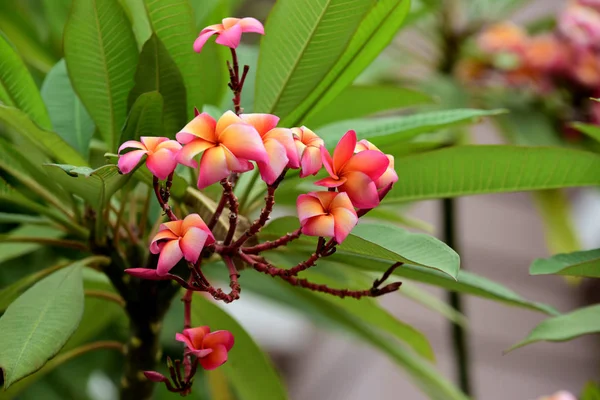 Kolorowe Kwiaty Ogrodzie Kwitnący Kwiat Plumeria Piękne Kwiaty Ogrodzie Blooming — Zdjęcie stockowe