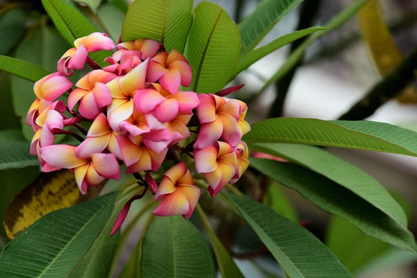 Barevné Květiny Zahradě Plumeria Kvetení Krásné Květiny Zahradě Blooming Létě — Stock fotografie