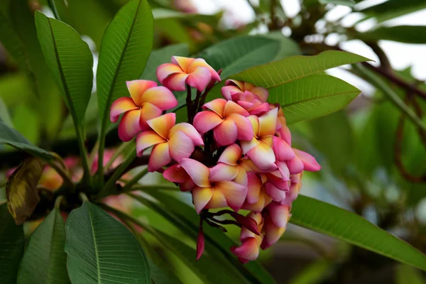 Kolorowe Kwiaty Ogrodzie Kwitnący Kwiat Plumeria Piękne Kwiaty Ogrodzie Blooming — Zdjęcie stockowe