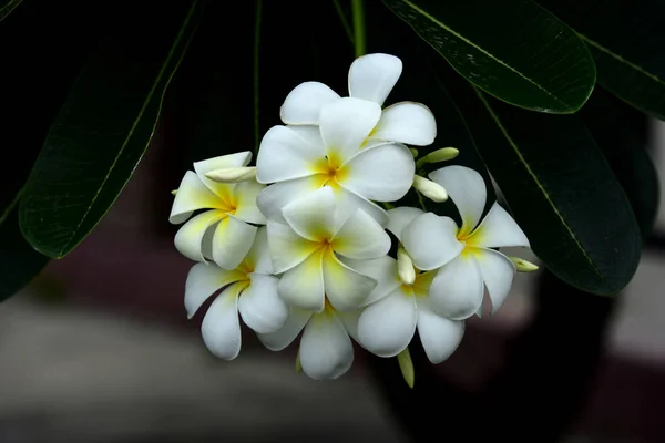 Flores Coloridas Jardim Flor Plumeria Florescer Flores Bonitas Jardim Florescendo — Fotografia de Stock