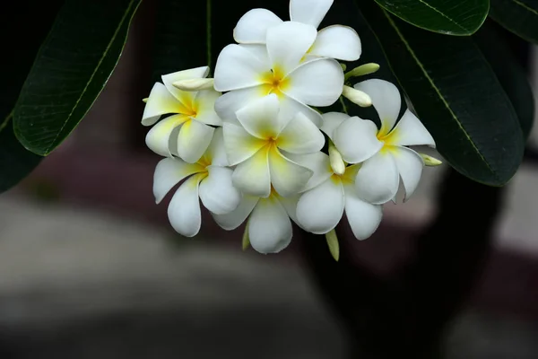 Bahçede Renkli Çiçek Plumeria Çiçek Çiçeklenme Yaz Aylarında Bahçe Blooming — Stok fotoğraf