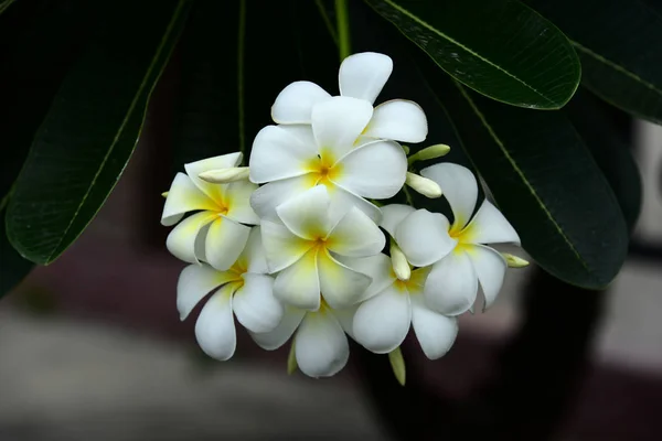 Färgglada Blommor Trädgården Plumeria Blomma Blommande Vackra Blommor Den Trädgård — Stockfoto