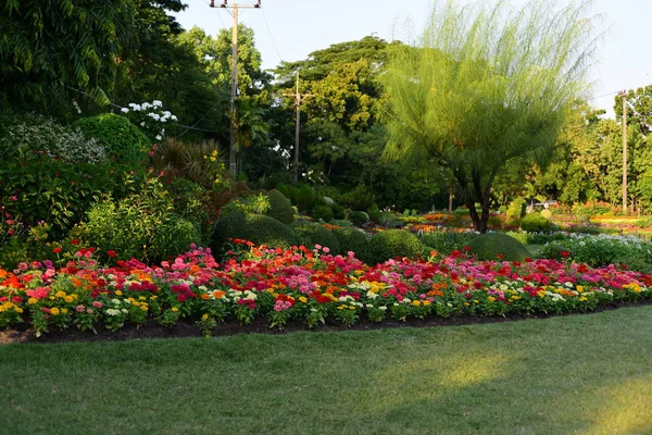 Vue Des Fleurs Colorées Poussant Dans Jardin — Photo