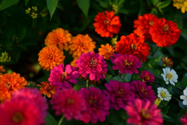 Blick Auf Bunte Blumen Die Garten Wachsen — Stockfoto