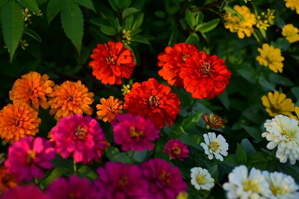 Blick Auf Bunte Blumen Die Garten Wachsen — Stockfoto