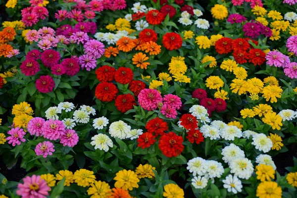 庭に咲く色とりどりの花の眺め — ストック写真