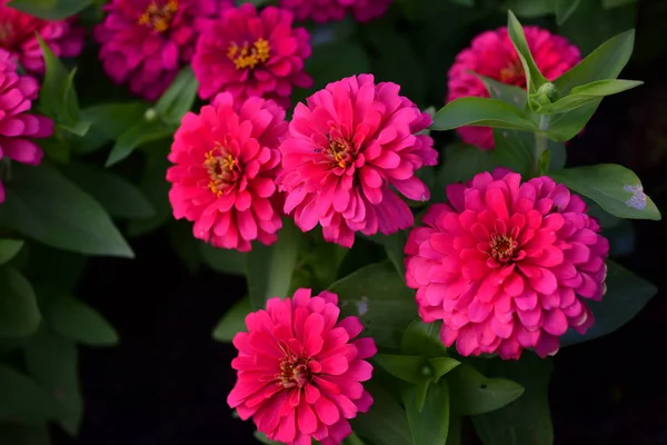 Blick Auf Bunte Blumen Die Garten Wachsen — Stockfoto