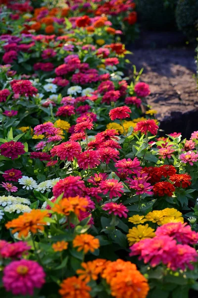 Kertben Növekvő Színes Virágok Látványa — Stock Fotó