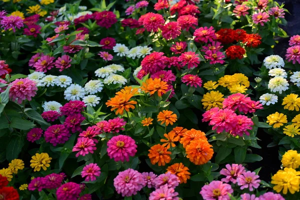 庭に咲く色とりどりの花の眺め — ストック写真