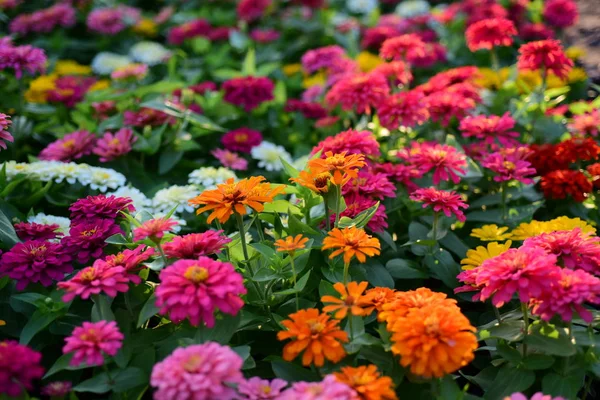 庭に咲く色とりどりの花の眺め — ストック写真