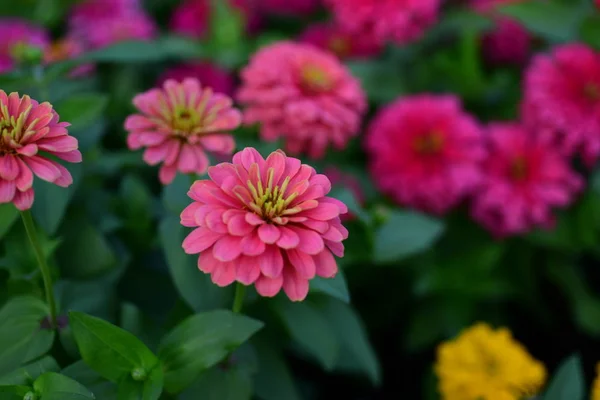 Blick Auf Bunte Blumen Die Garten Wachsen — Stockfoto