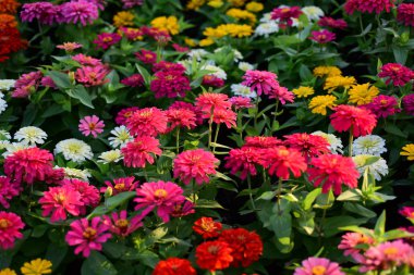 Bahçede büyüyen renkli çiçeklerin manzarası   