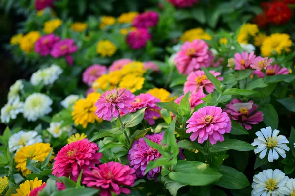 Blick Auf Bunte Blumen Die Garten Wachsen — Stockfoto