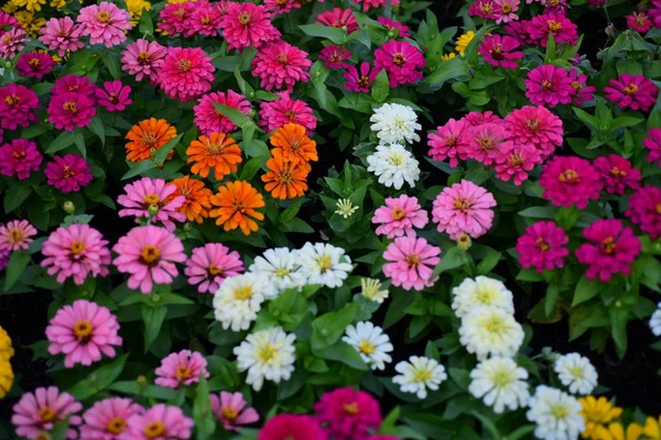 在花园里生长着五彩缤纷的花朵 — 图库照片